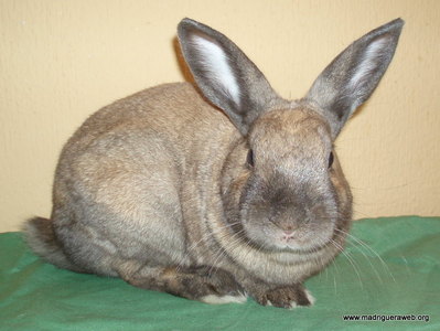 Adopción conejo Iniesta